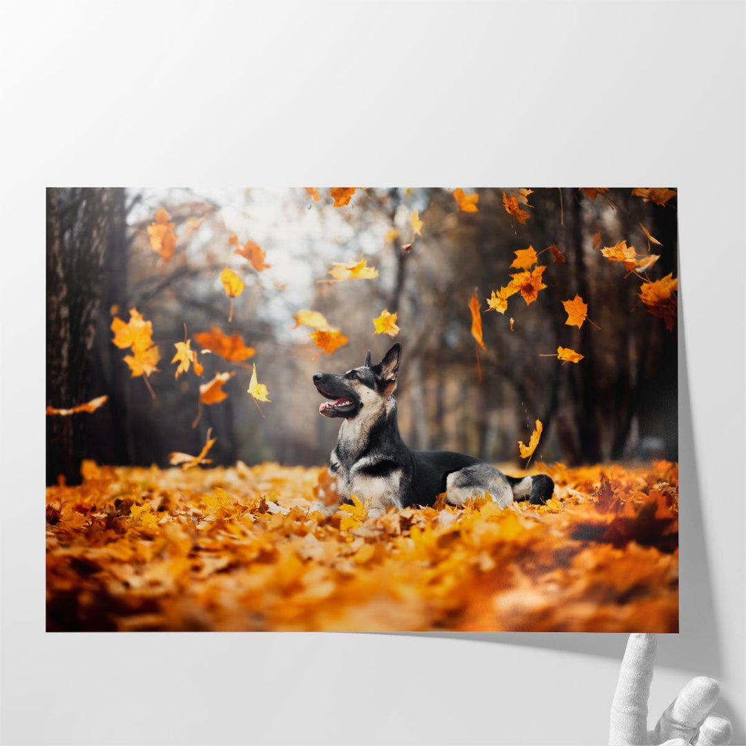 East European Shepherd, Falling Leaves in Autumn - Canvas Print Wall Art