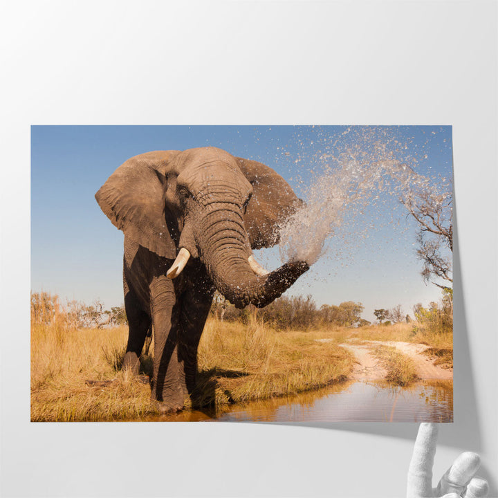 Elephant Spraying Water with his Trunk - Canvas Print Wall Art