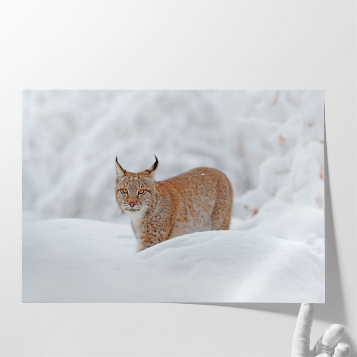 Eurasian Lynx in a Snowy Forest - Canvas Print Wall Art