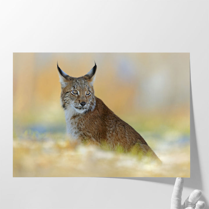 Eurasian Lynx, Wild Cat in Meadow With Rime - Canvas Print Wall Art