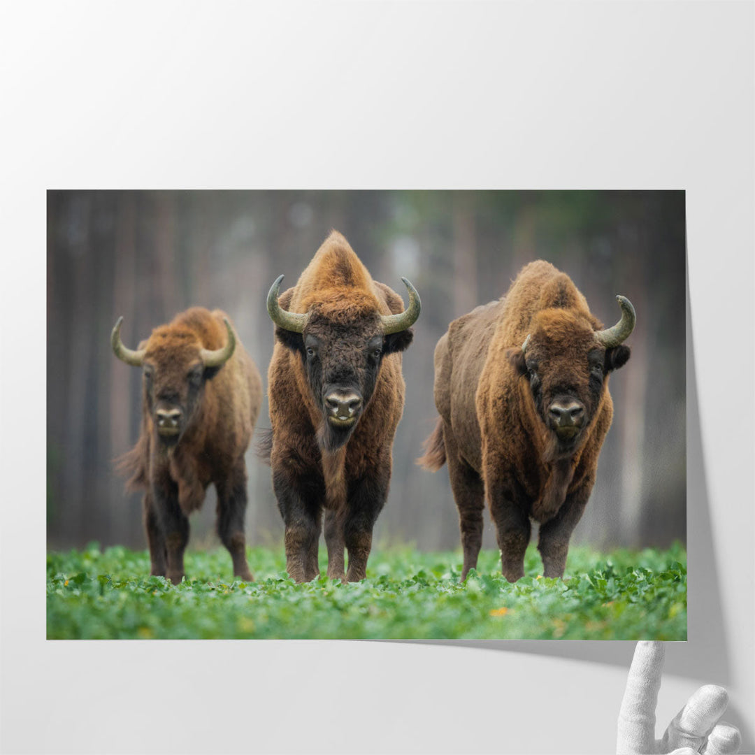 European Bisons in The Knyszyn Forest, Poland - Canvas Print Wall Art