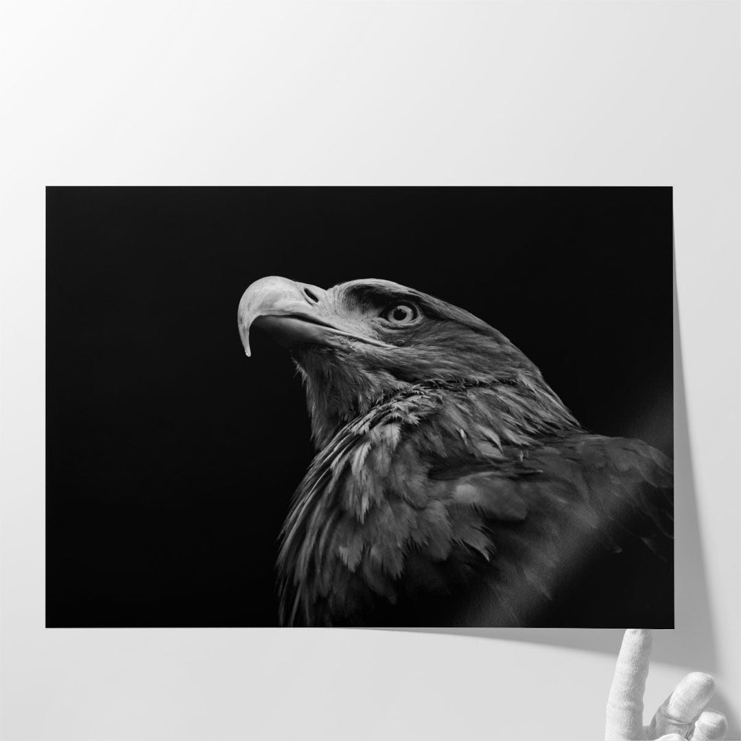 Golden Eagle or Aquila Chrysaetos Isolated on Black Background - Canvas Print Wall Art