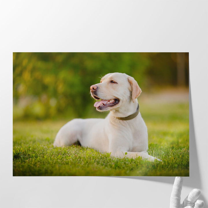 Happy Labrador Dog Sitting Outdoors - Canvas Print Wall Art