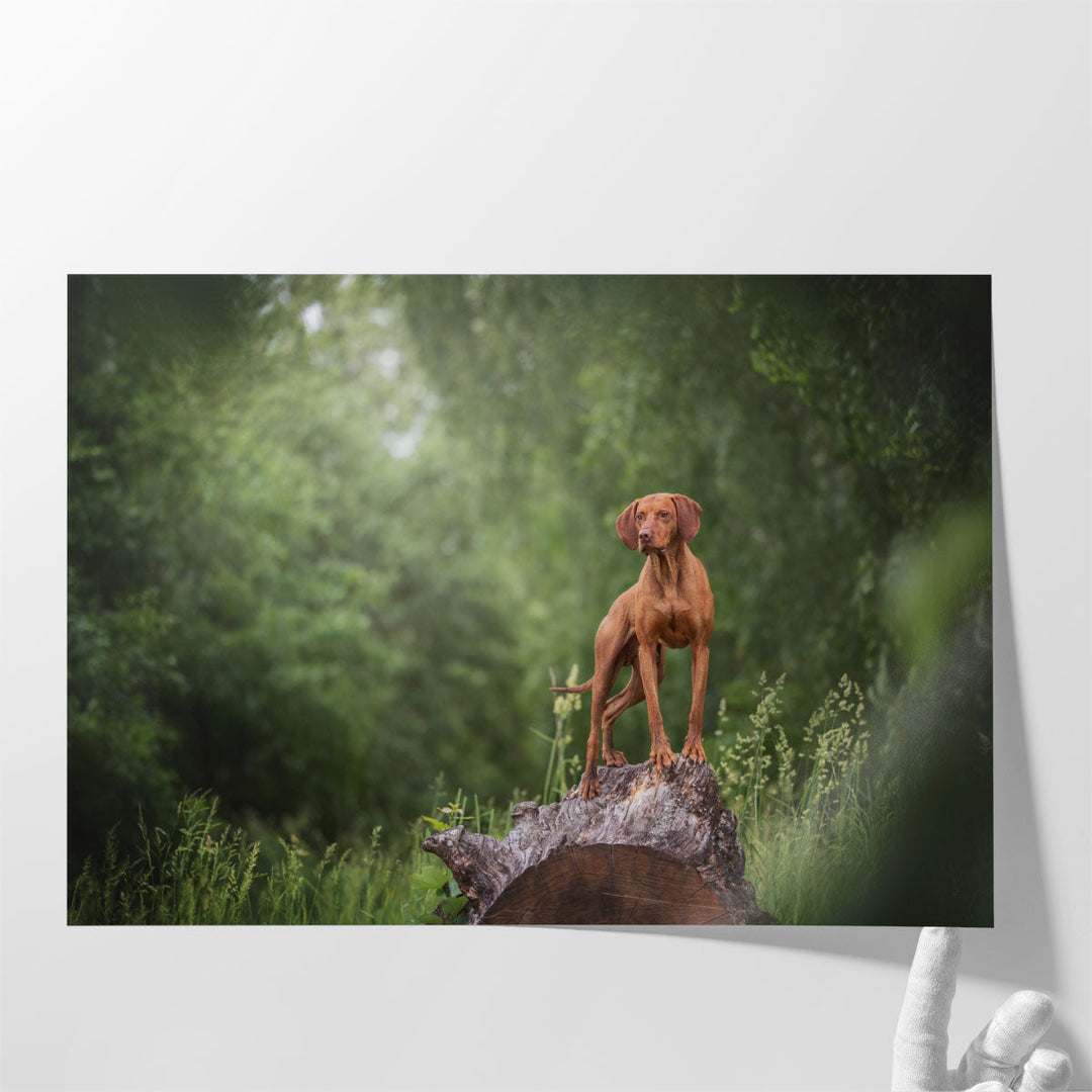 Hungarian Vizsla Standing on a Huge Wooden Stump - Canvas Print Wall Art