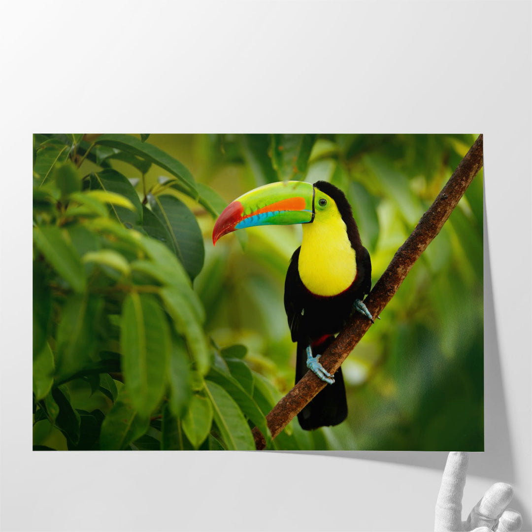 Keel-billed Toucan Bird Sitting on a Branch - Canvas Print Wall Art