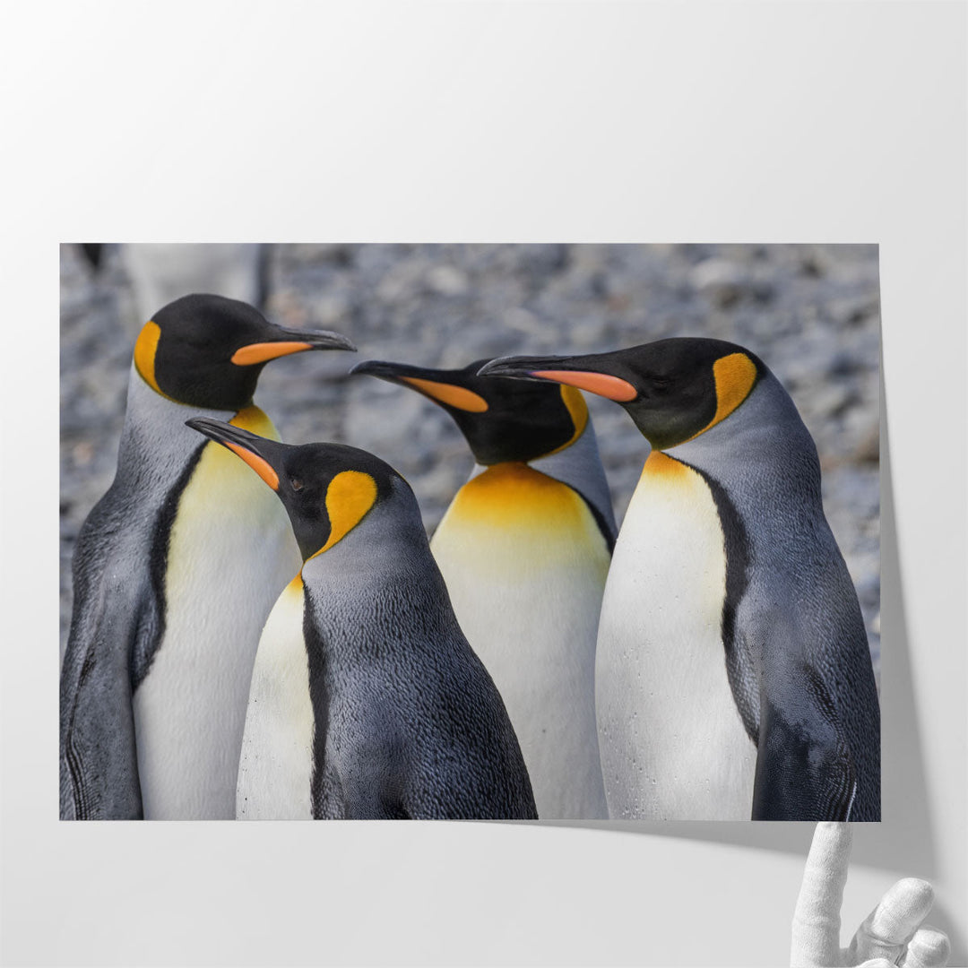 King Penguins at Fortuna Bay South Georgia - Canvas Print Wall Art