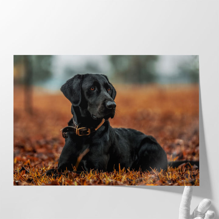 Labrador Retriever Closeup - Canvas Print Wall Art