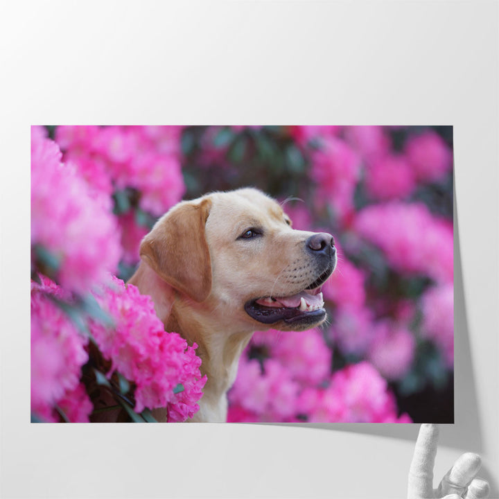 Labrador Retriever Dog in Blooming Rhododendron Bushes - Canvas Print Wall Art