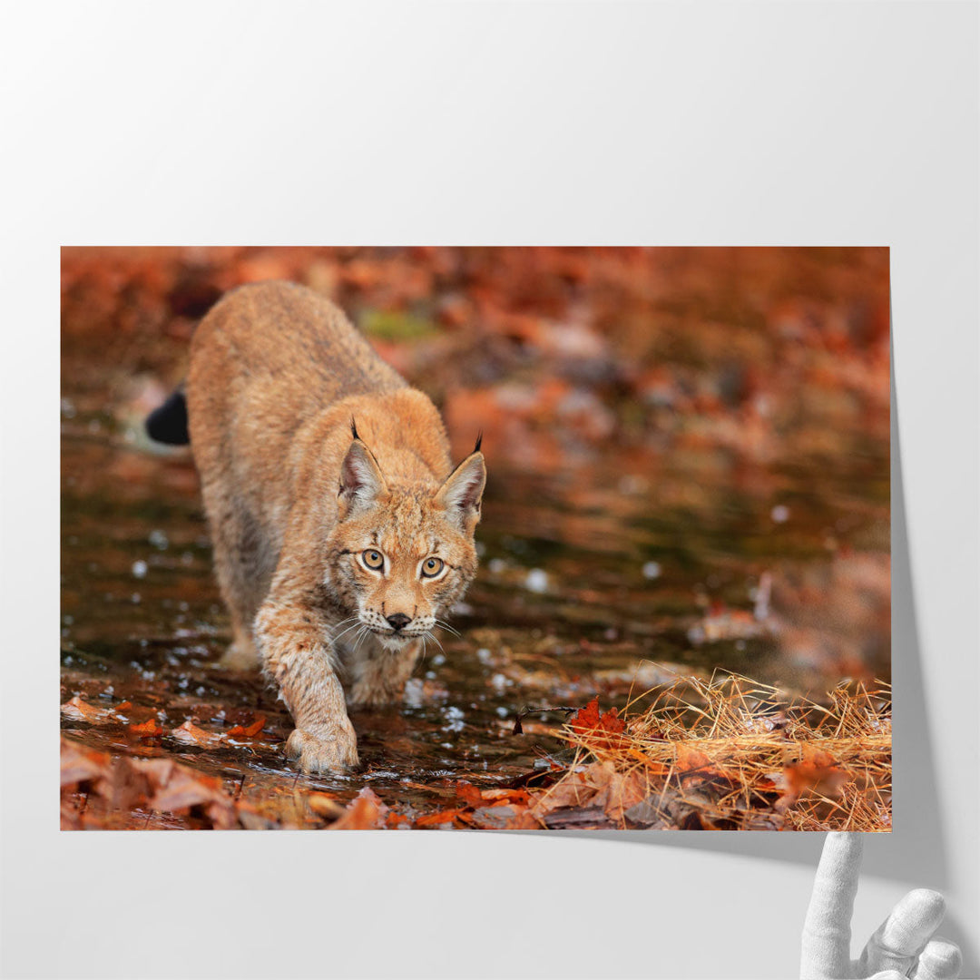 Lynx Wild Cat in Autumn - Canvas Print Wall Art