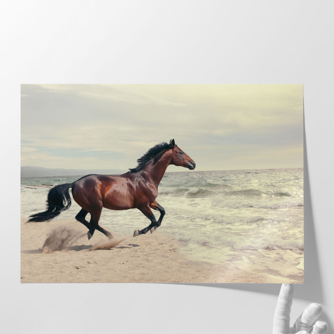 Marine Landscape With Beautiful Bay Horse - Canvas Print Wall Art