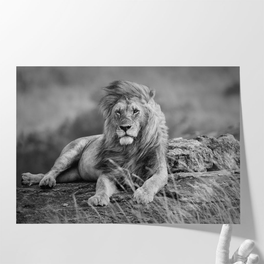 Mighty Lion in the African Savannah - Canvas Print Wall Art