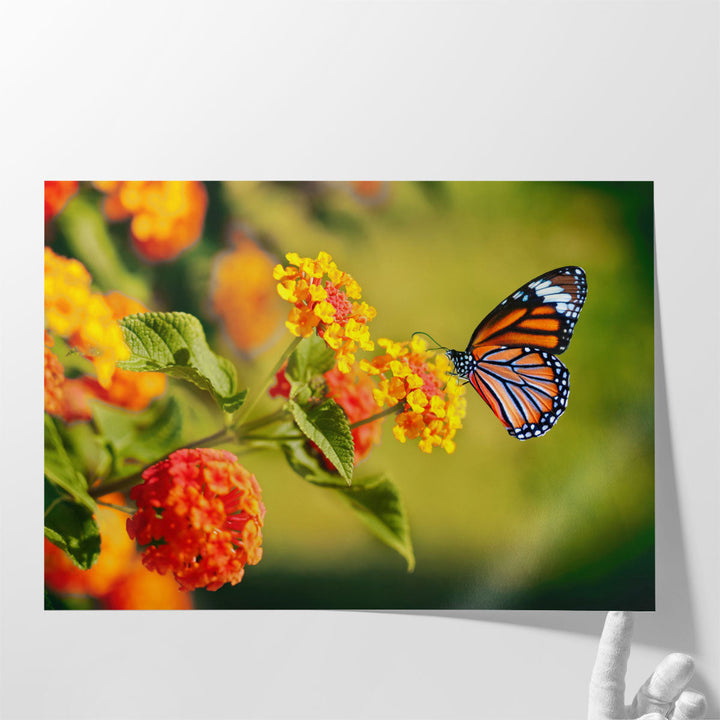 Monarch Butterfly on Lantana Flower - Canvas Print Wall Art