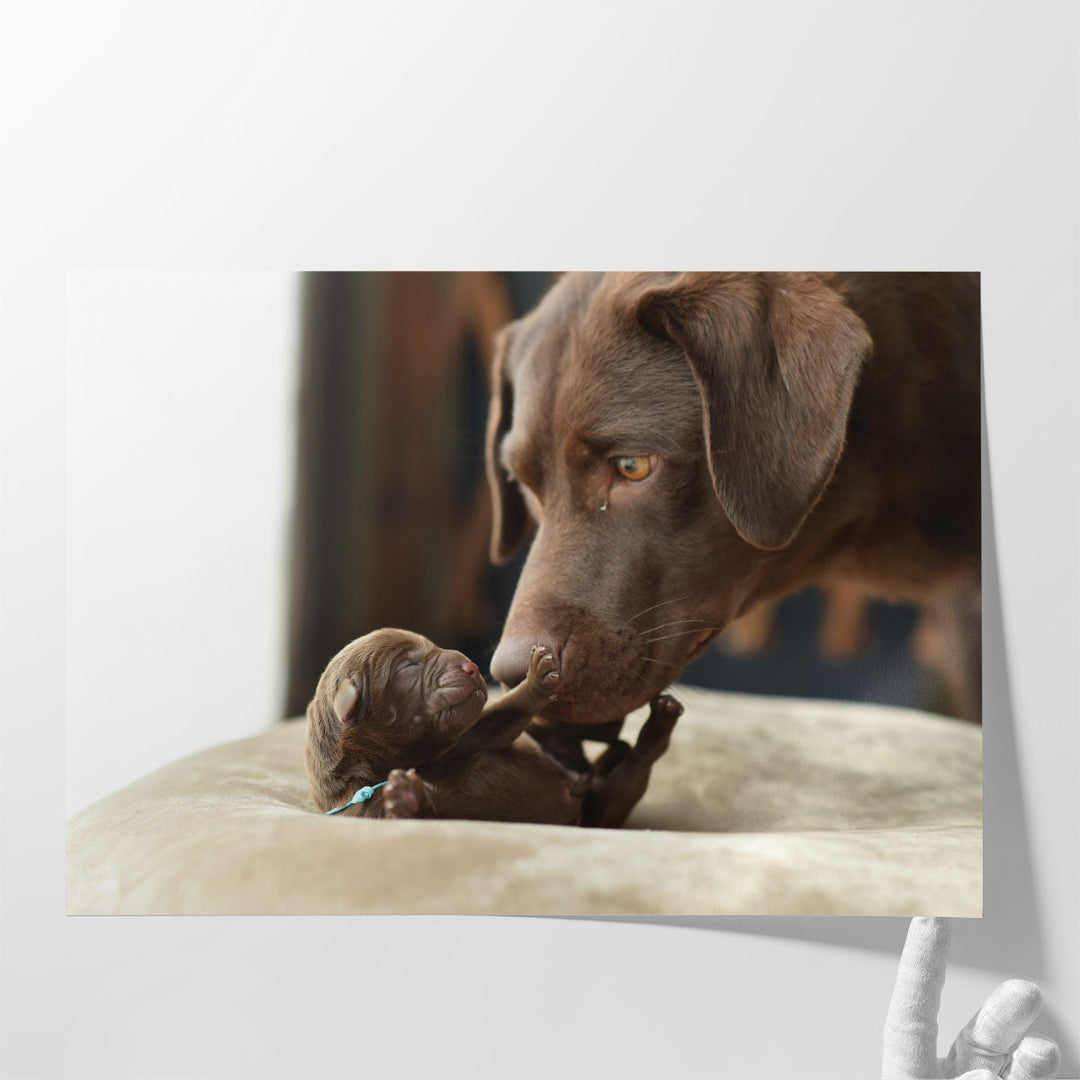 Newborn Labrador Retriever Baby and Mother - Canvas Print Wall Art