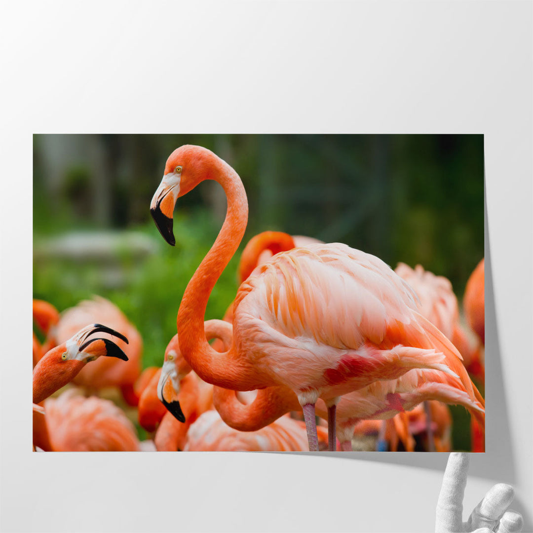 Pink Flamingos Against Green Background - Canvas Print Wall Art