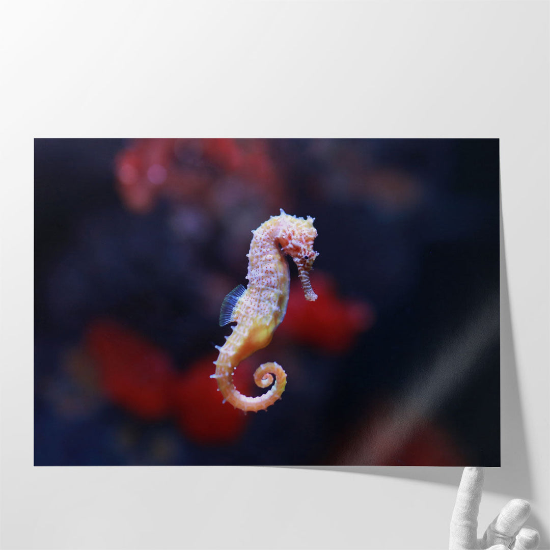 Seahorse or Hippocampus Swimming - Canvas Print Wall Art