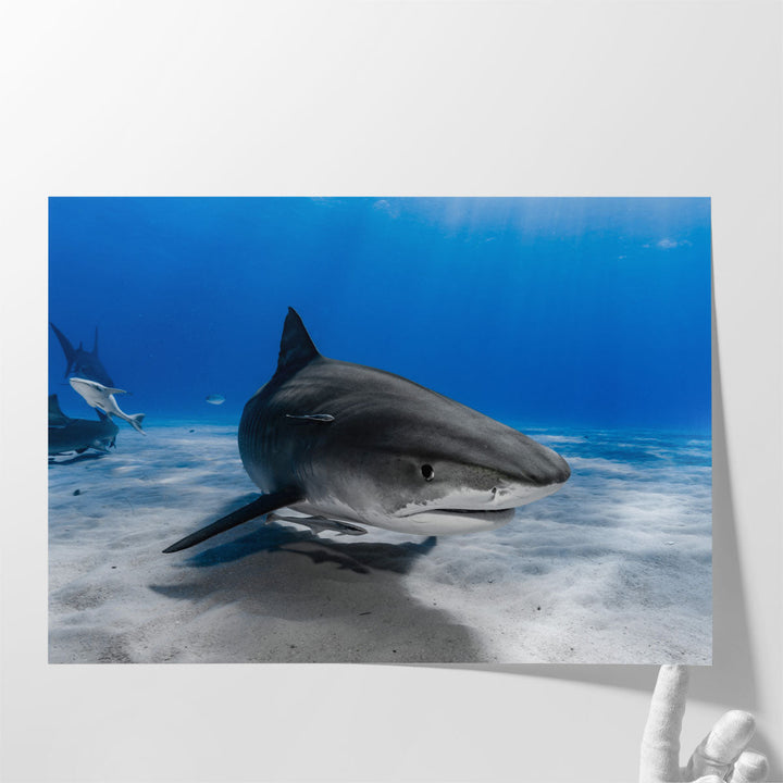 Tiger Shark or Galeocerdo Cuvier Ready to Attack - Canvas Print Wall Art