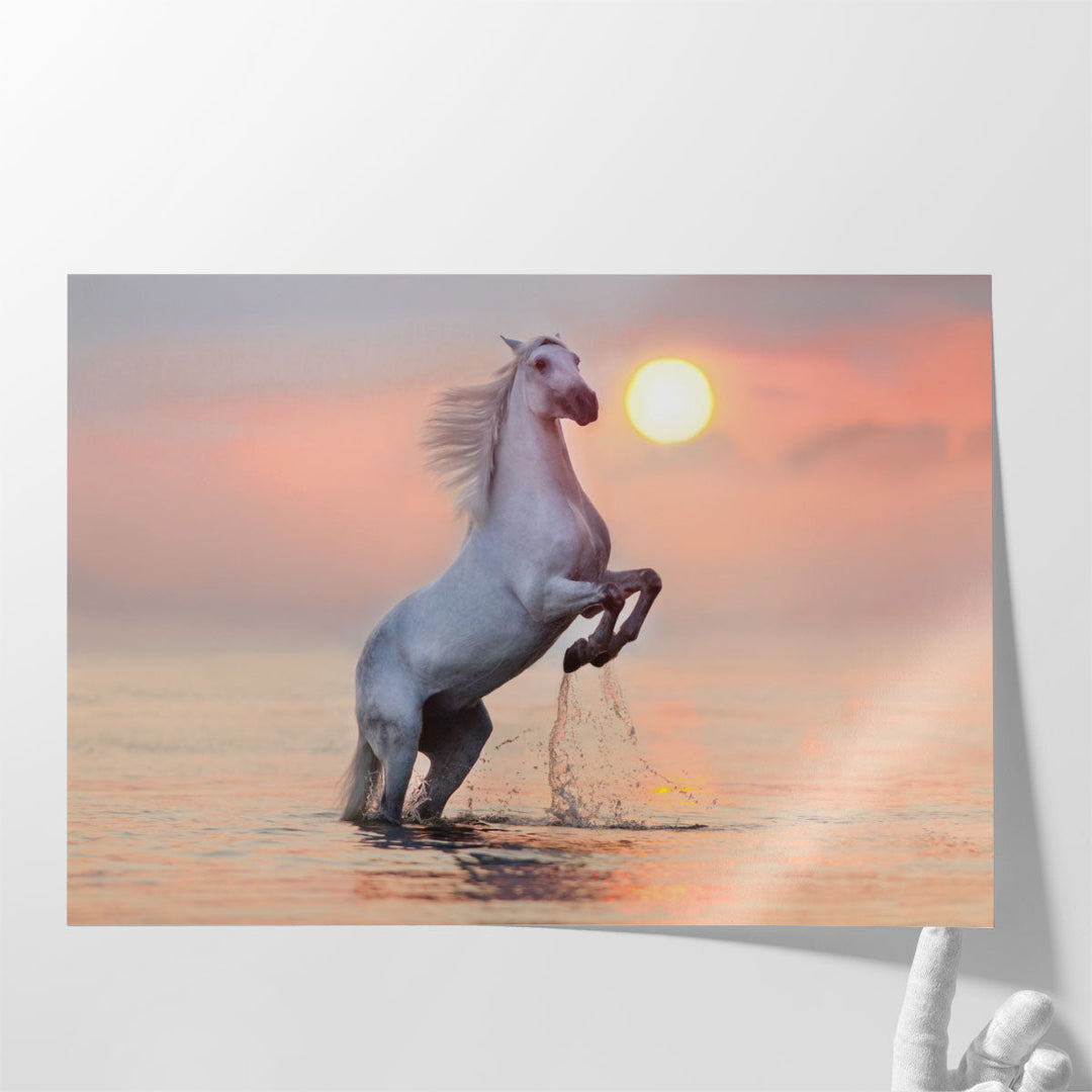 White Stallion Rearing Up with Splash in Water at Sunrise - Canvas Print Wall Art