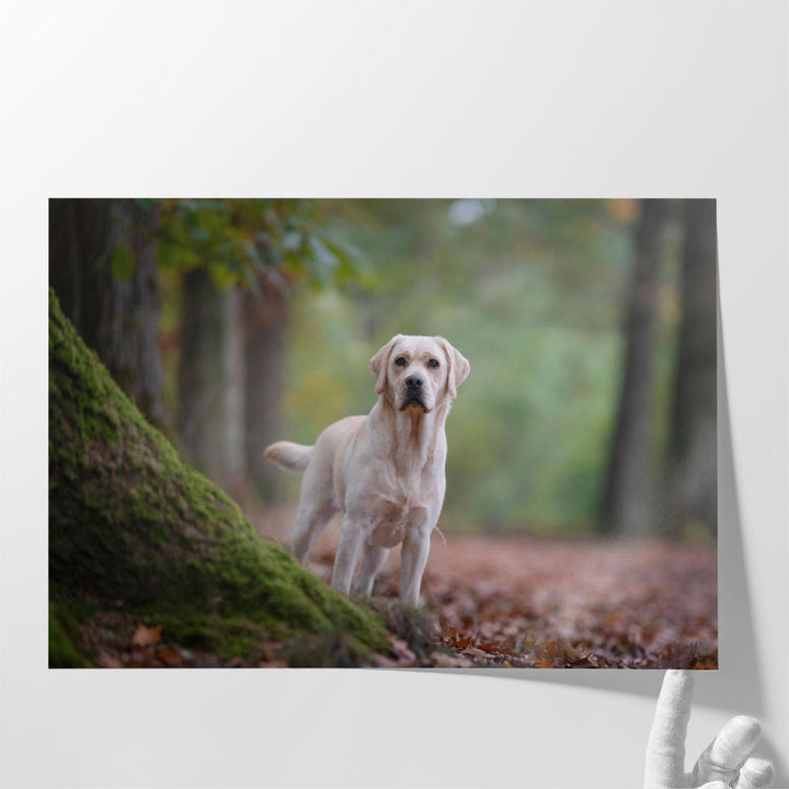 Yellow Labrador Retriever Standing in a Forest - Canvas Print Wall Art