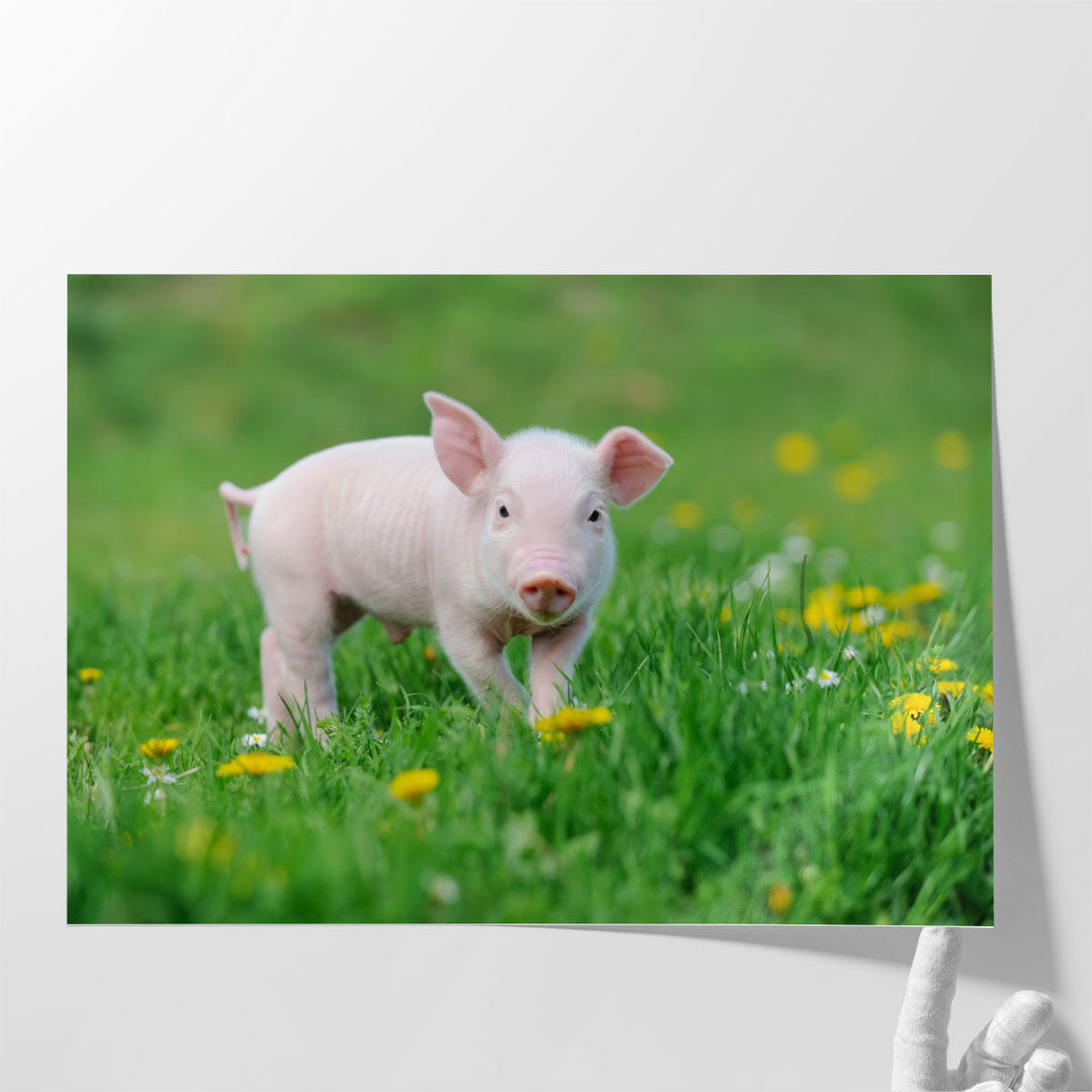 Young Pig on a Spring Green Grass - Canvas Print Wall Art