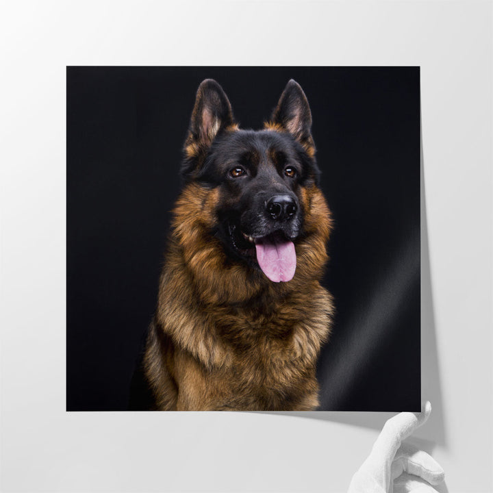 German Shepherd's Close-up With a Black Background - Canvas Print Wall Art