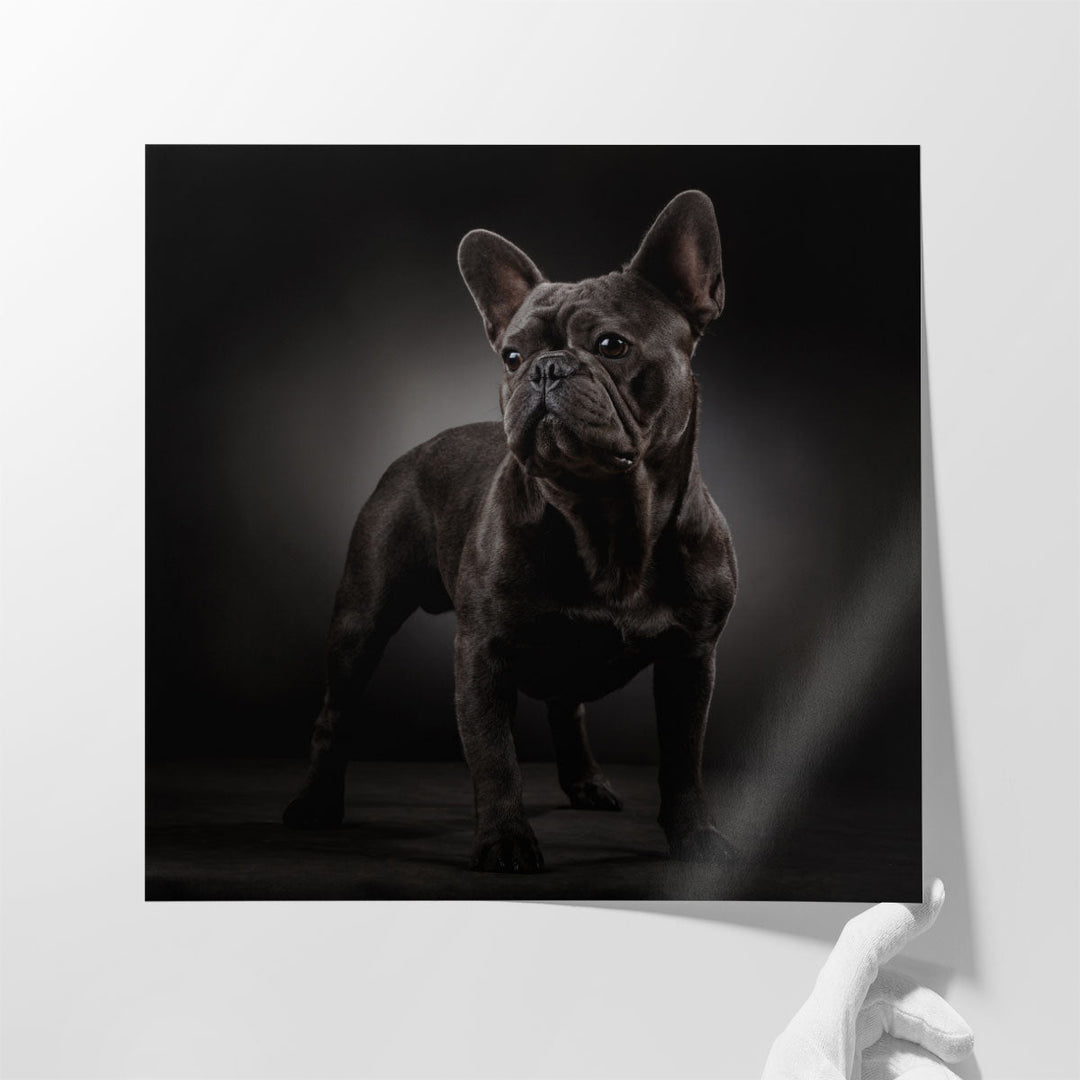 Portrait of a French Bulldog - Canvas Print Wall Art