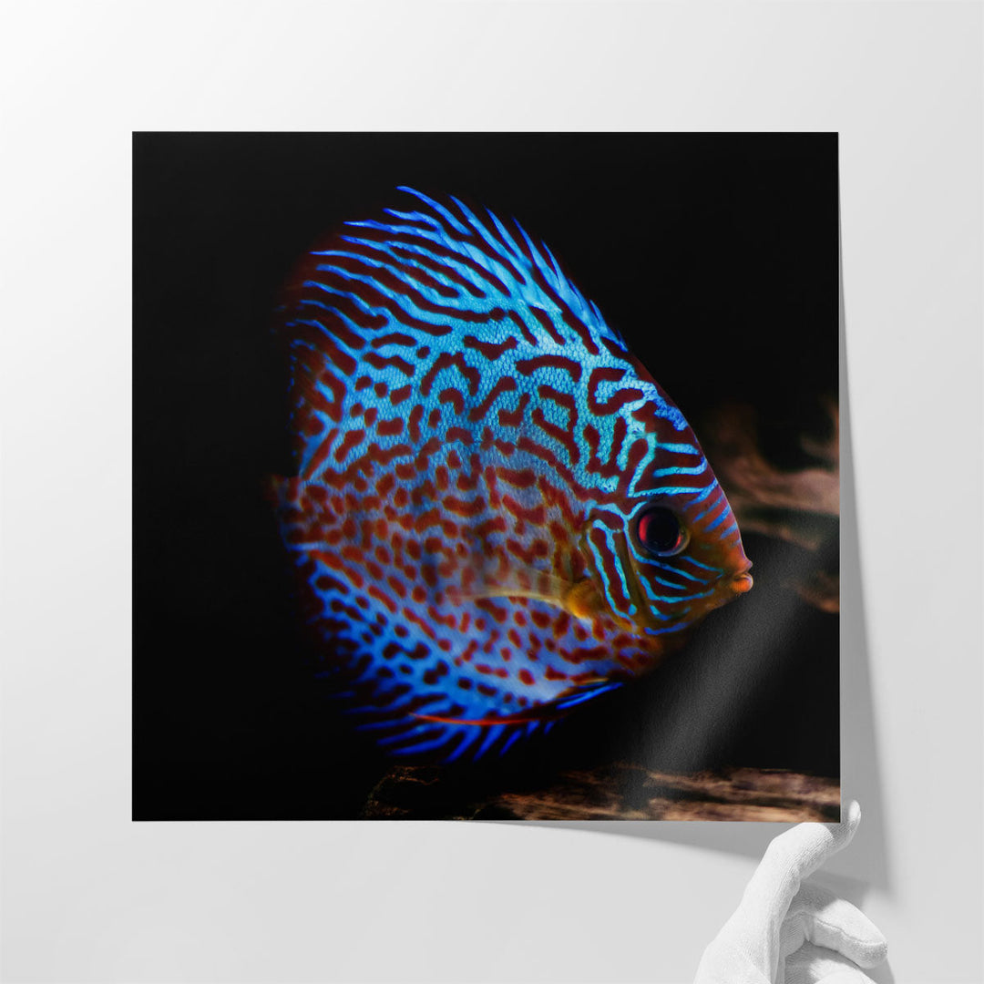 Symphysodon Discus Fish With Black Background - Canvas Print Wall Art