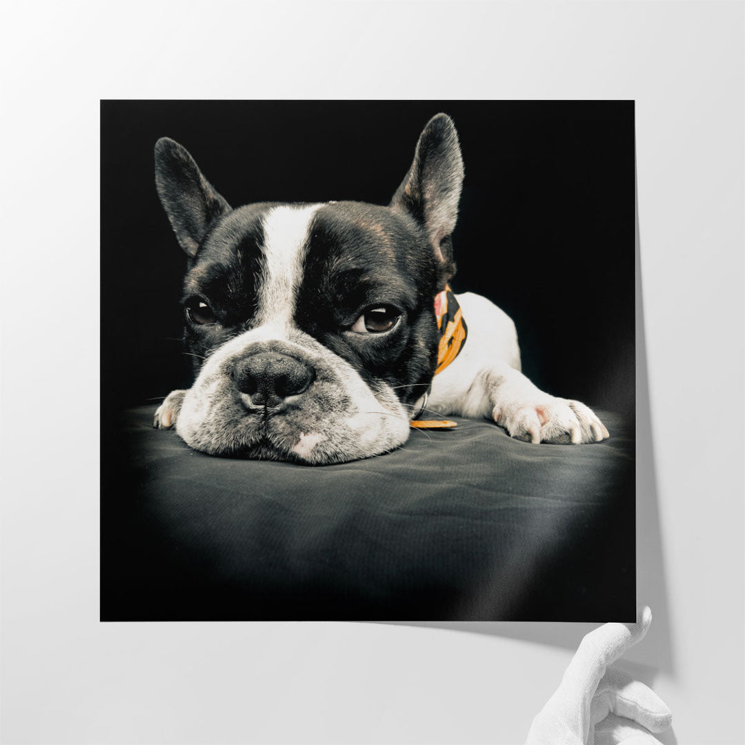 Close Up Of a French Bulldog - Canvas Print Wall Art