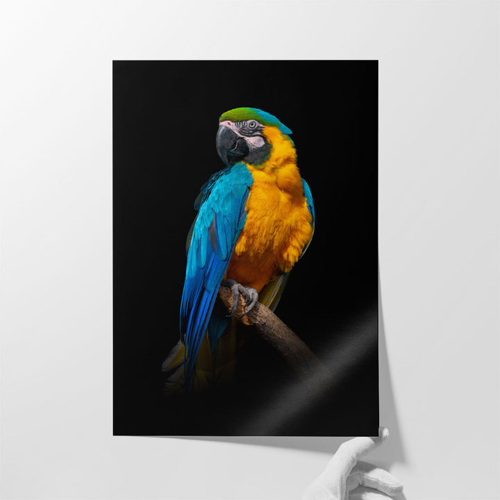 Parrot Close-up On a Black Background - Canvas Print Wall Art