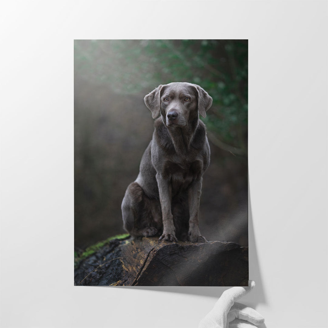 Silver Labrador Retriver Sitting on a Log - Canvas Print Wall Art