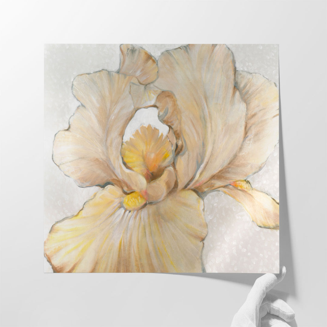 Iris Cream I - Canvas Print Wall Art