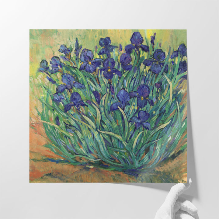 Irises in Bloom I - Canvas Print Wall Art