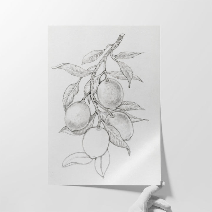 Fruit-Bearing Branch I - Canvas Print Wall Art