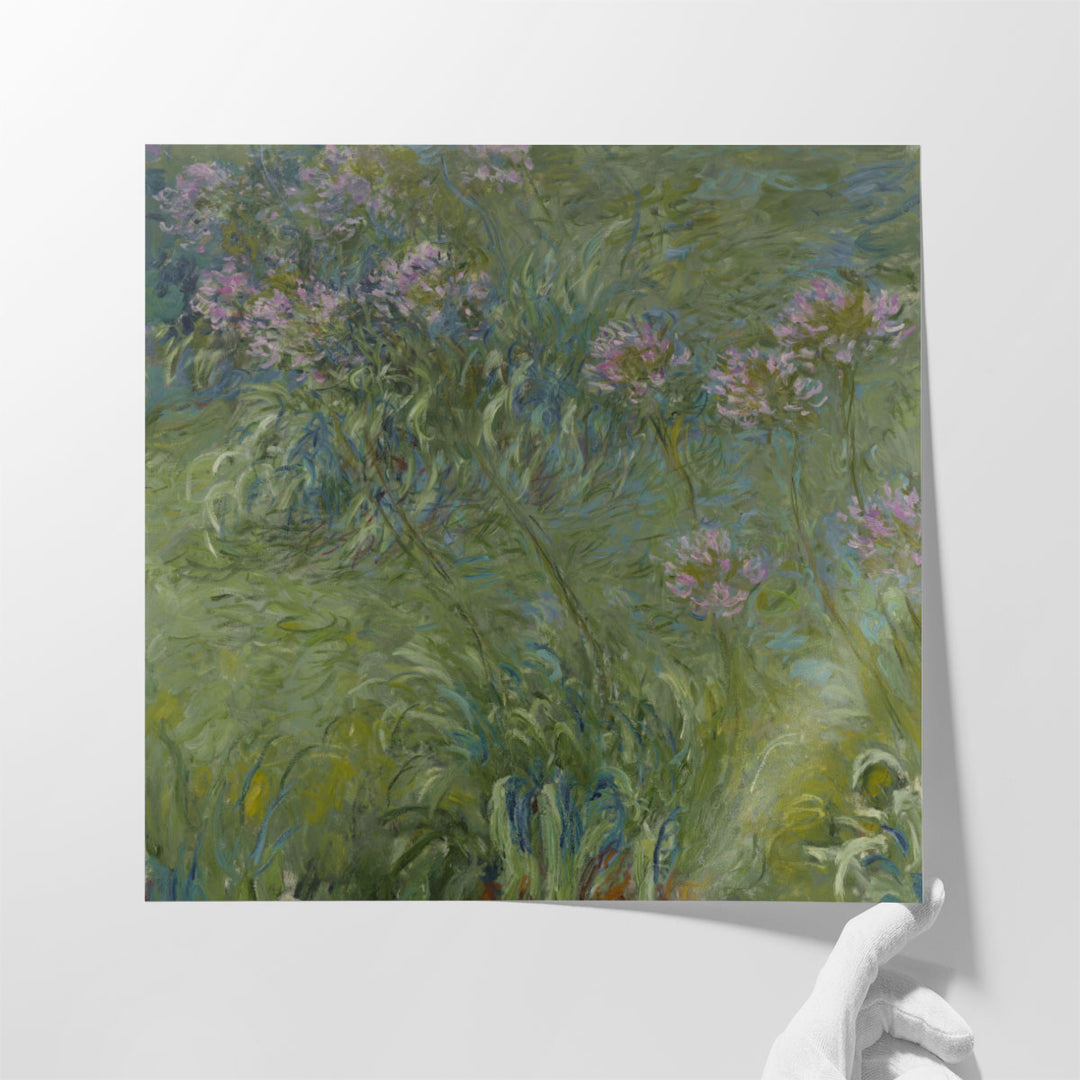 Agapanthus, 1914-26 - Canvas Print Wall Art