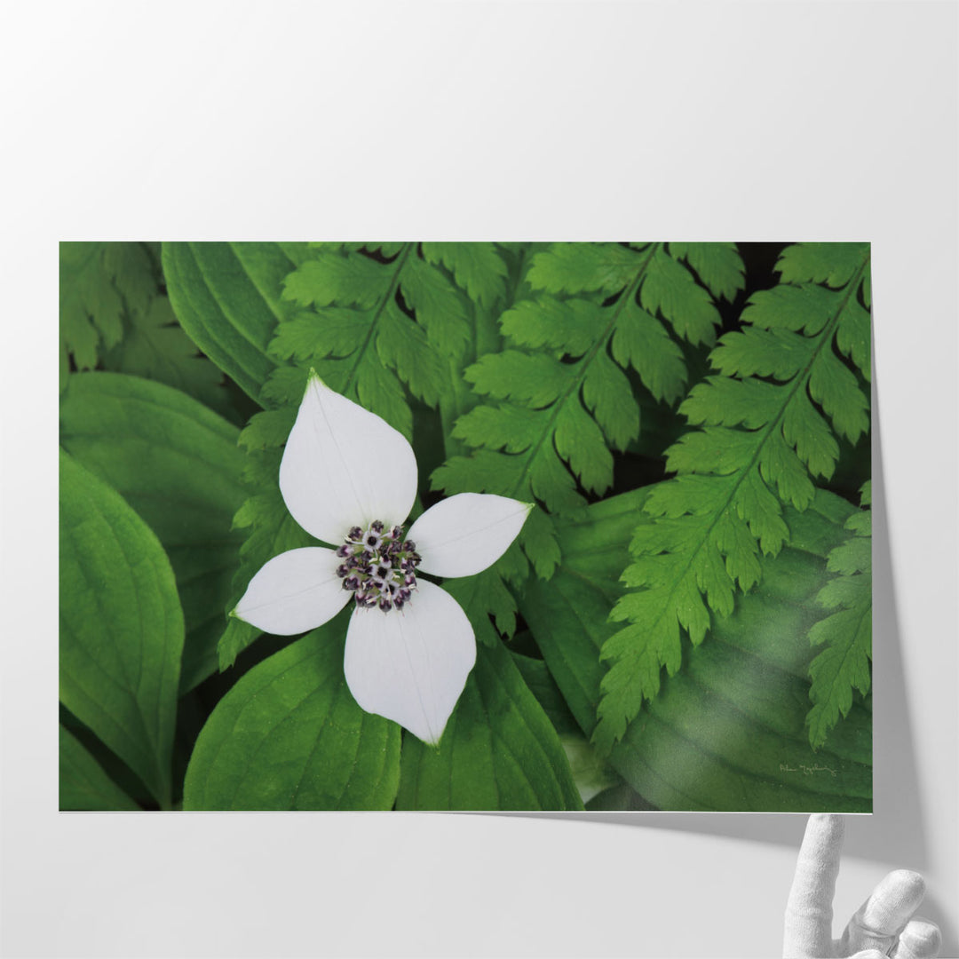 Bunchberry and Ferns I - Canvas Print Wall Art