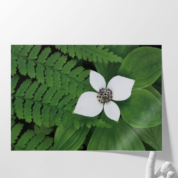 Bunchberry and Ferns II - Canvas Print Wall Art