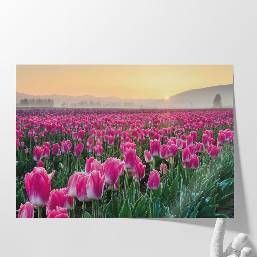 Skagit Valley Tulips I - Canvas Print Wall Art