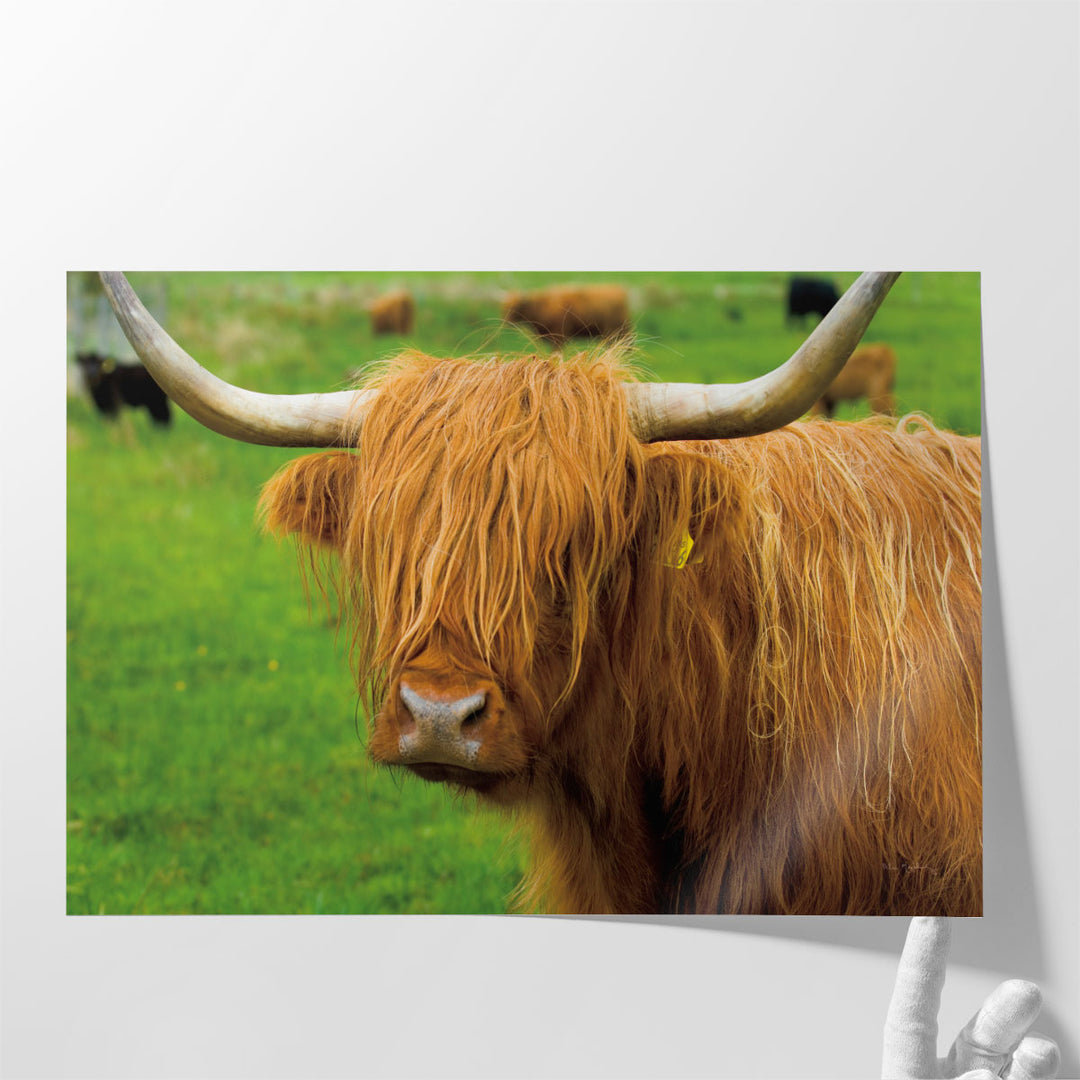 Scottish Highland Cattle I - Canvas Print Wall Art