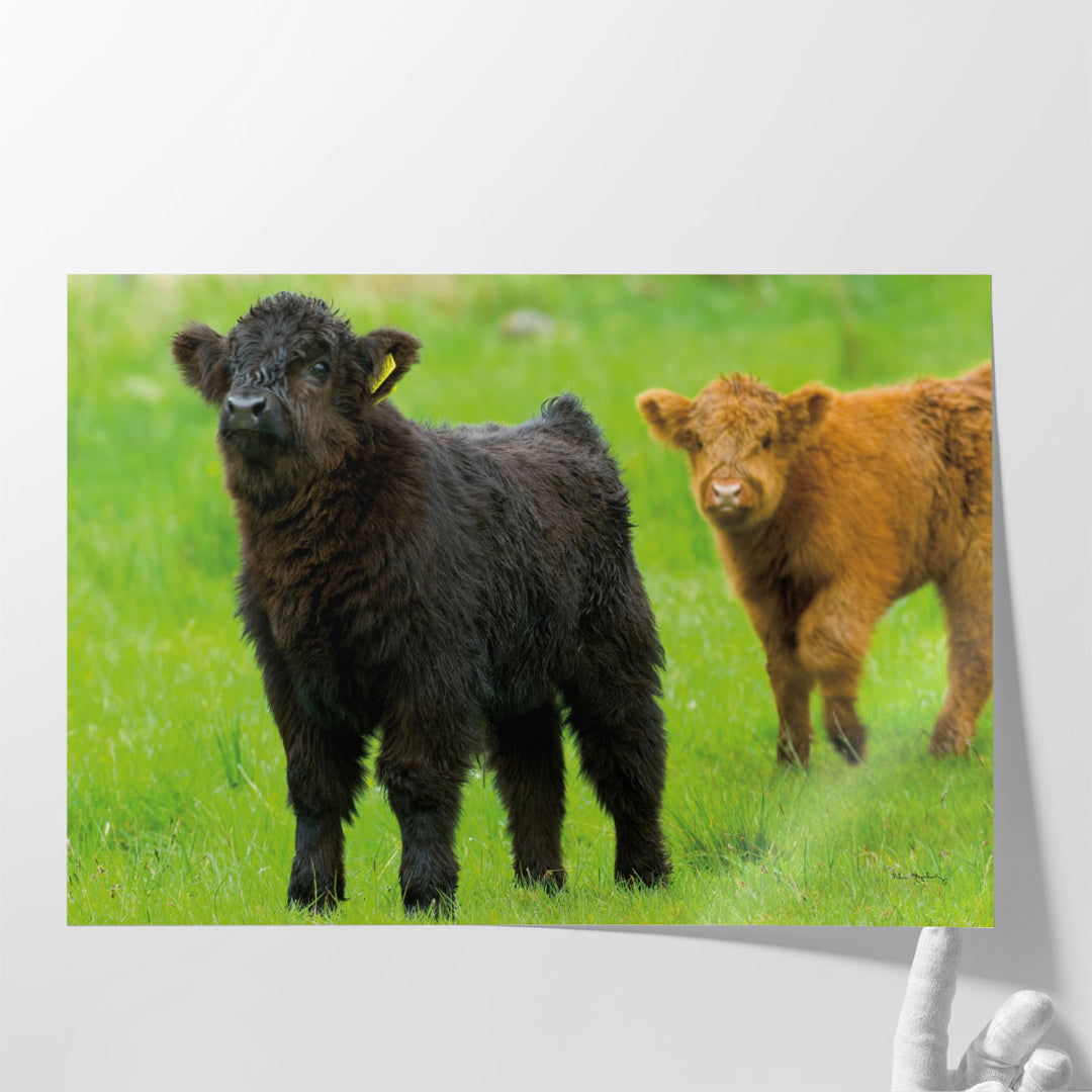 Scottish Highland Cattle VIII - Canvas Print Wall Art