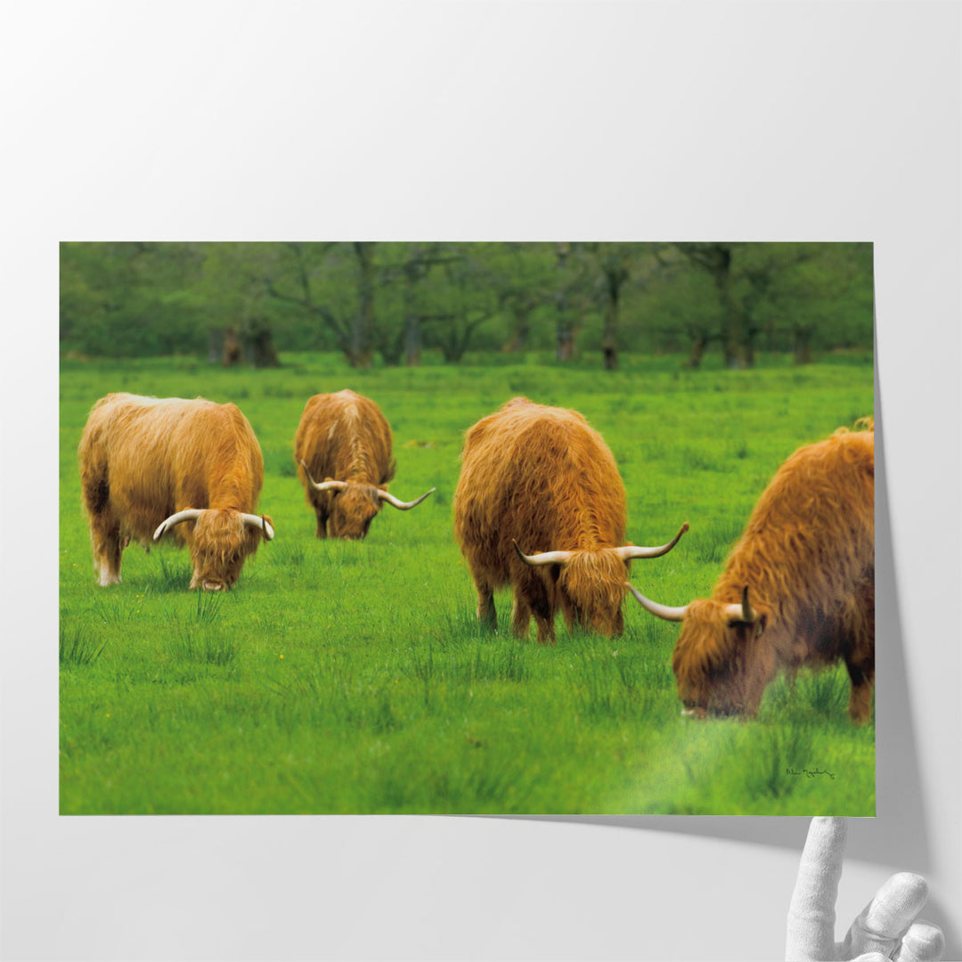 Scottish Highland Cattle IX - Canvas Print Wall Art