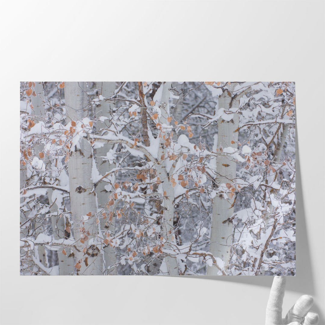 Winter Aspens Closeup - Canvas Print Wall Art