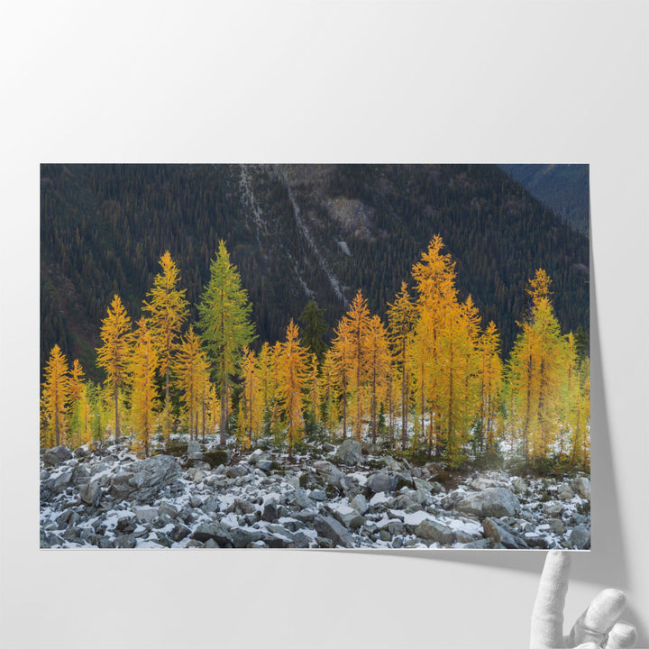 Alpine Larches North Cascades - Canvas Print Wall Art