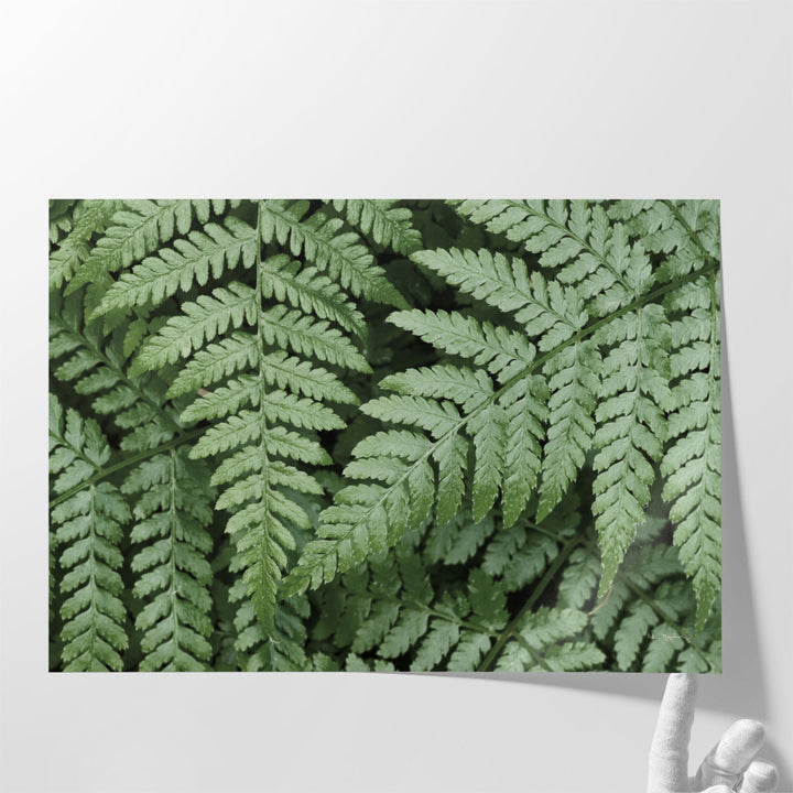 Lady Ferns II - Canvas Print Wall Art