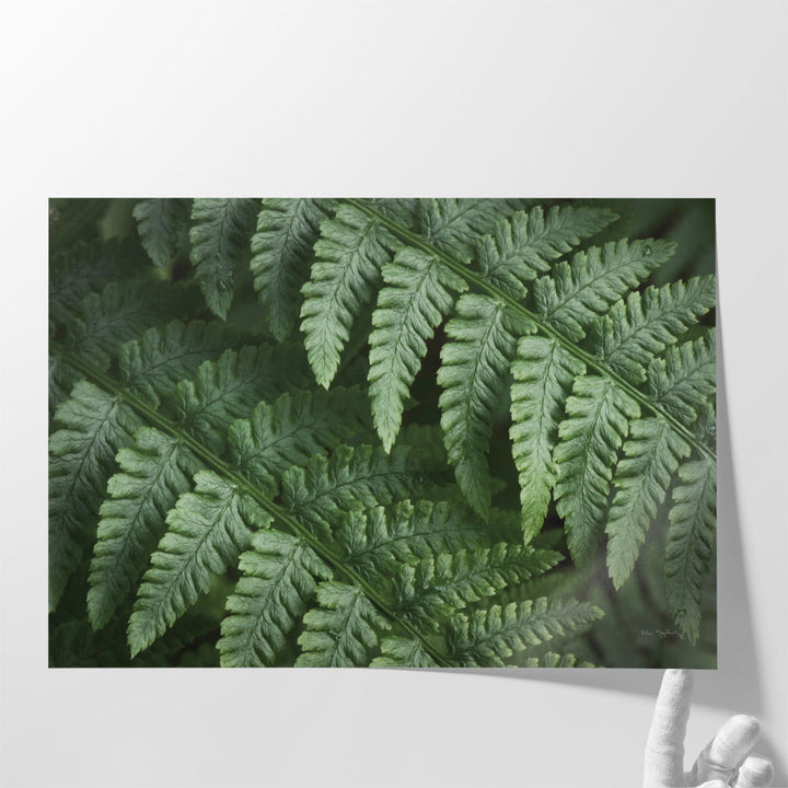 Lady Ferns III - Canvas Print Wall Art