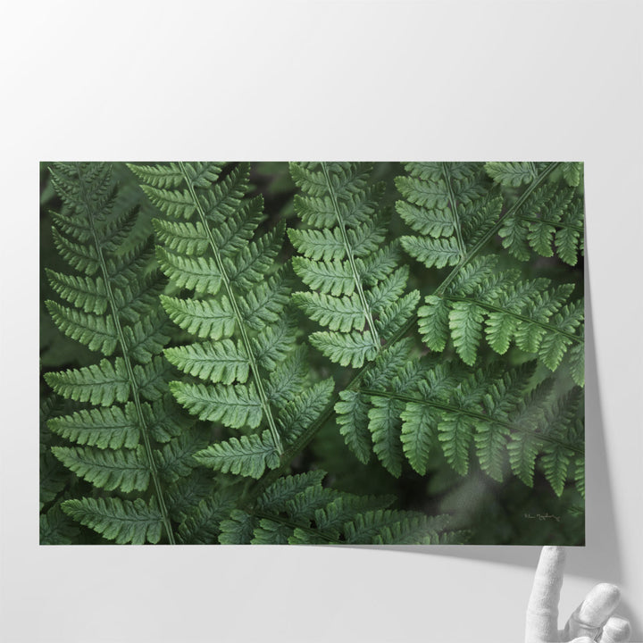 Lady Ferns IV - Canvas Print Wall Art