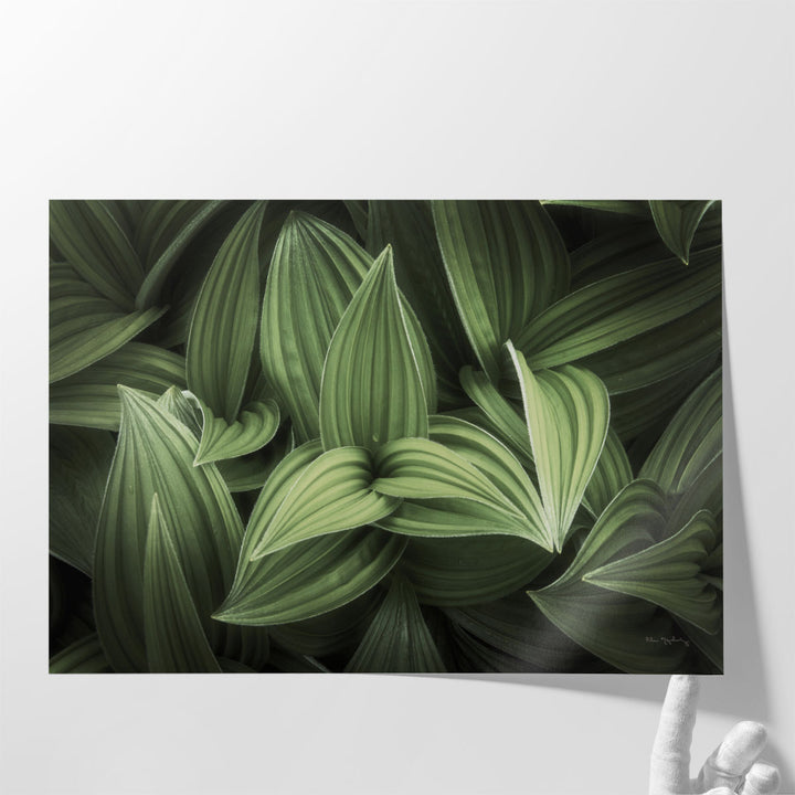 Corn Lily I - Canvas Print Wall Art