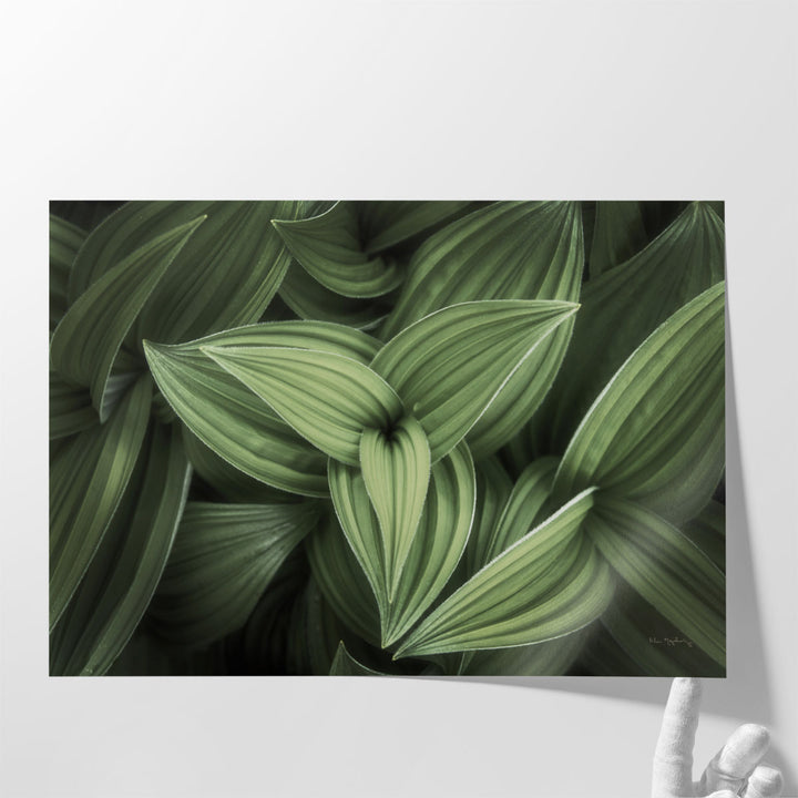 Corn Lily II - Canvas Print Wall Art