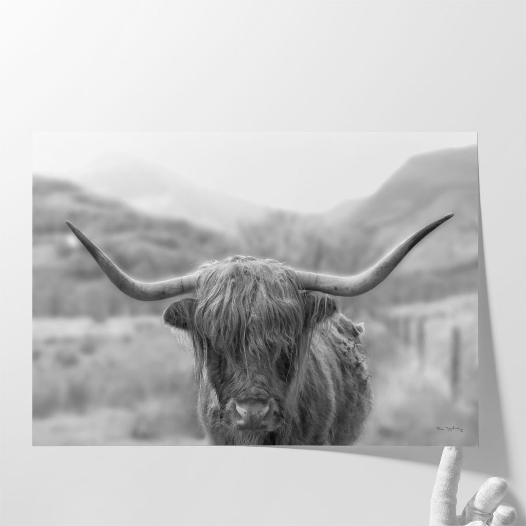 Scottish Highland Cattle III - Canvas Print Wall Art