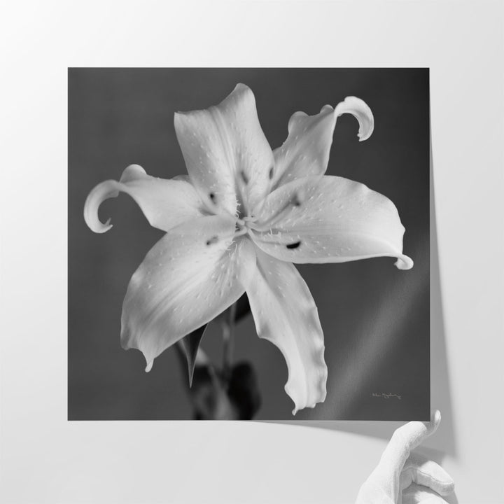 Orient Lily I - Canvas Print Wall Art