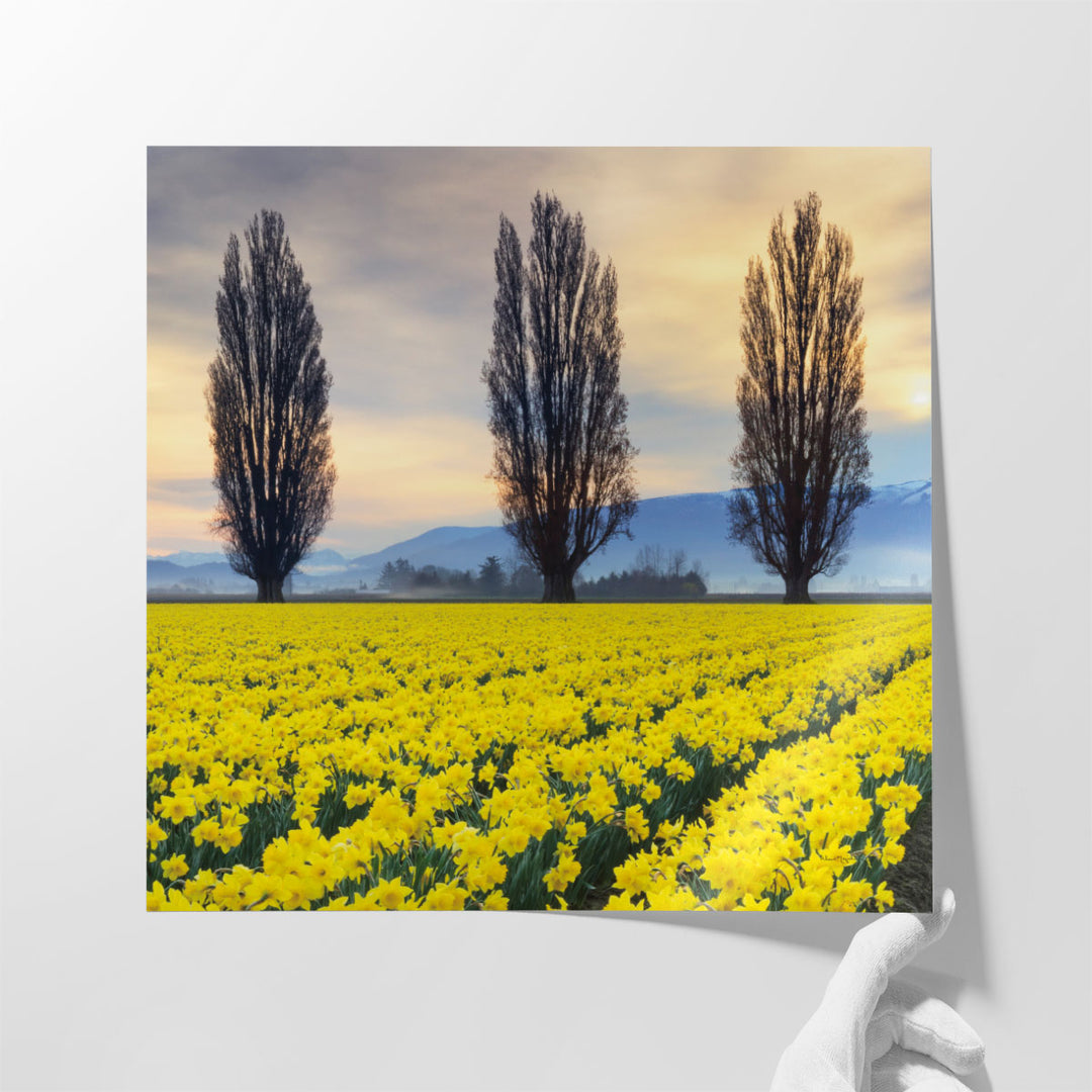 Skagit Valley Daffodils II - Canvas Print Wall Art