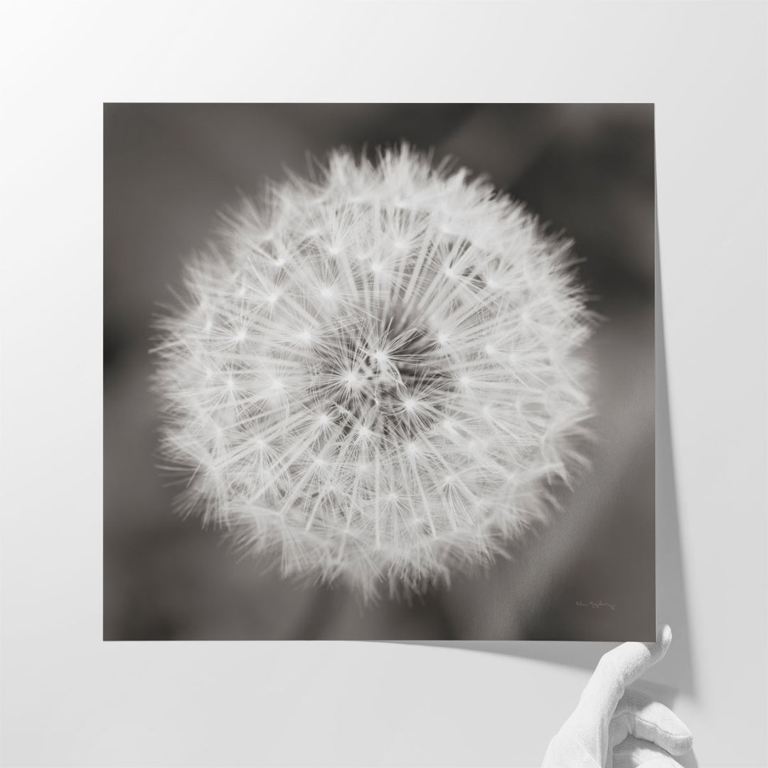 Dandelion Seedhead - Canvas Print Wall Art